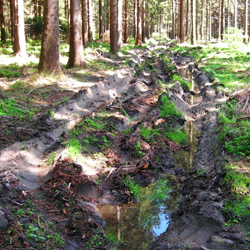 R&uuml;ckegasse im Wald